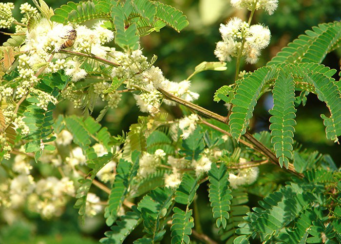 flora apicola 0.jpg