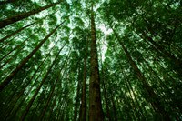 Mapa desenvolve programa para estimular a área de florestas plantadas no território nacional