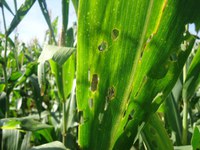 Mapa divulga lista com hierarquização de pragas de maior risco fitossanitário