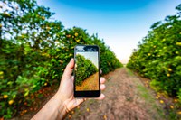 Mapa divulga startups vencedoras do desafio de soluções para citricultura