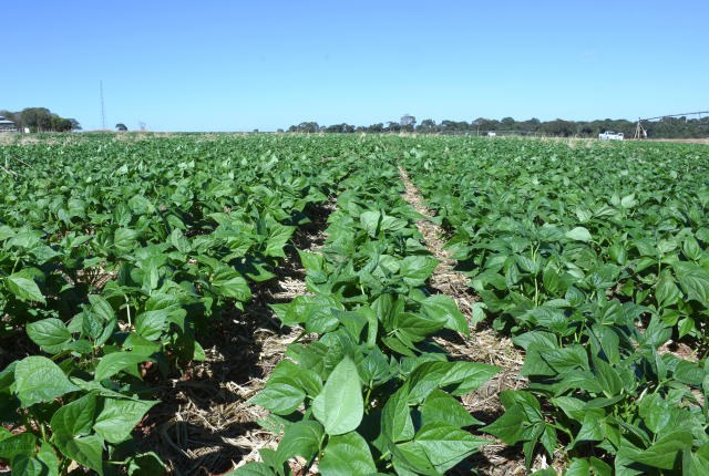 Feijão Embrapa Arroz e Feijão.jpg