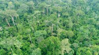 Mapa e BNDES iniciam estudos de concessões florestais na Amazônia