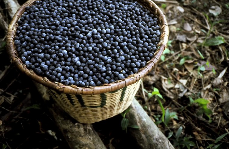 Açaí.jpg