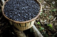 Mapa e Cooperação Alemã anunciam projeto para expandir a comercialização de produtos da bioeconomia da Amazônia