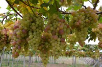 Mapa e Embrapa firmam acordo para implementação do Cadastro Vitícola Nacional