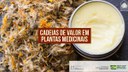 Cadeias de Valor em Plantas Medicinais