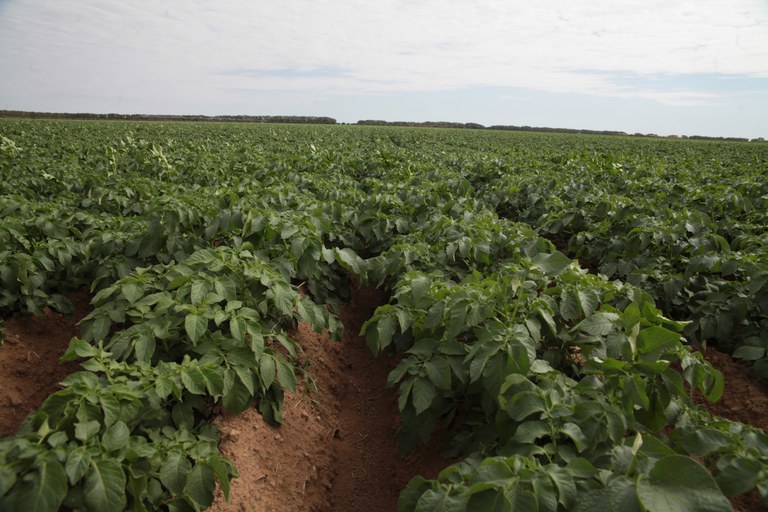 Plantação com bioinsumo