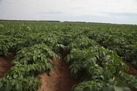Mapa e Ipea firmam parceria para definir indicadores do programa Bioinsumos