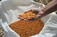 Mapa e Ministério da Economia definem volume de compra de milho para o Programa de Venda em Balcão