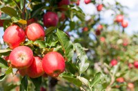 Mapa faz monitoramento de resíduos de agrotóxicos na safra de maçã em Santa Catarina e no Rio Grande do Sul