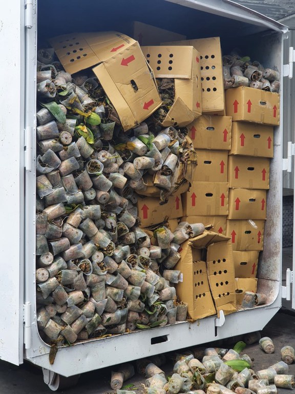 1orquideas_destruicao_virginia_germani (1).jpeg