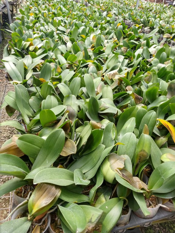 2orquideas_guararema_carolina_reis (1).jpeg