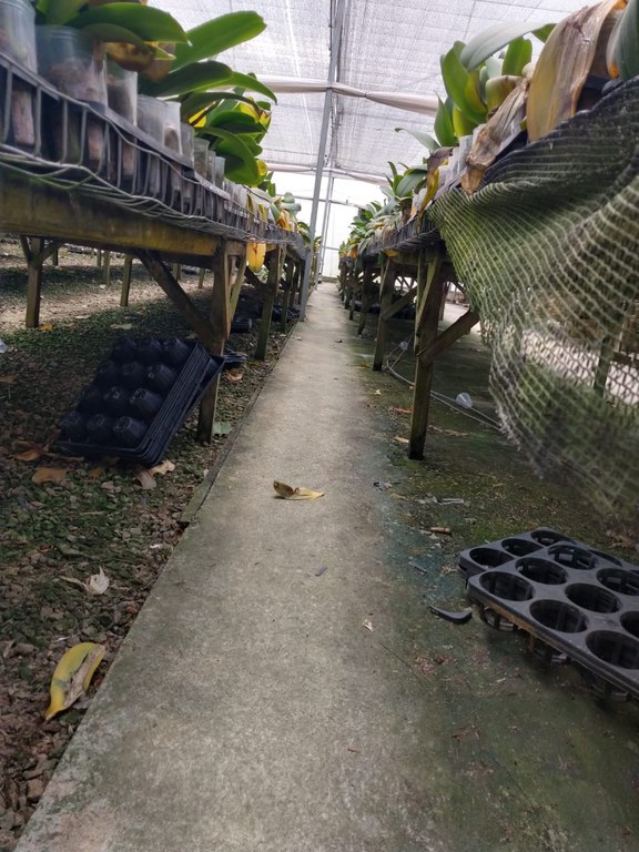 3orquideas_guararema_carolina_reis (2).jpeg