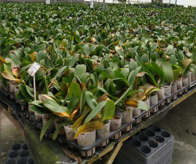 4orquideas_guararema_carolina_reis (6).jpeg