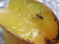 Mapa informa captura de um exemplar de mosca-da-carambola em Boa Vista