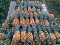 Indicação Geográfica agrega valor a produtos da biodiversidade no Norte do país