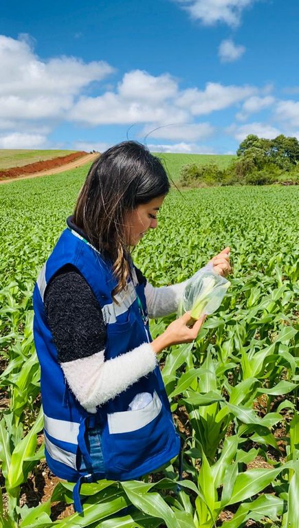 Enfezamento do milho 1 - crédito ADAPAR-PR.jpeg