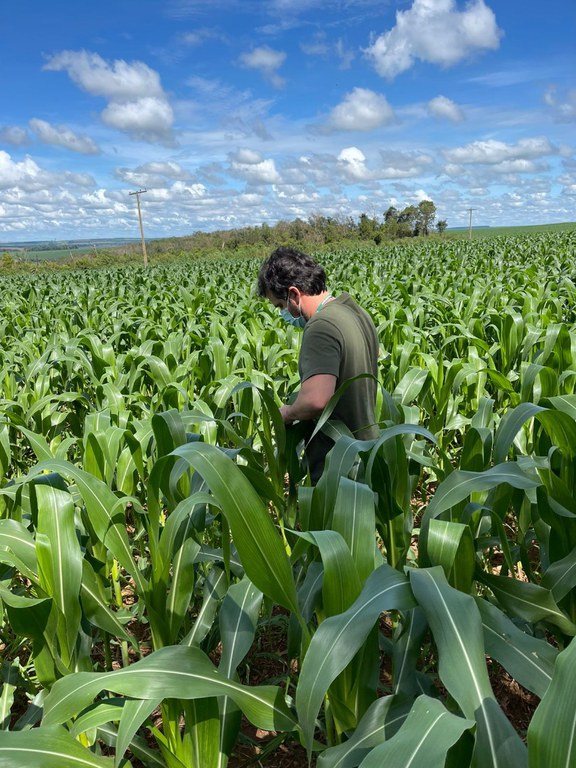 enfezamento do milho 4 - crédito AGRODEFESA-GO.jpeg