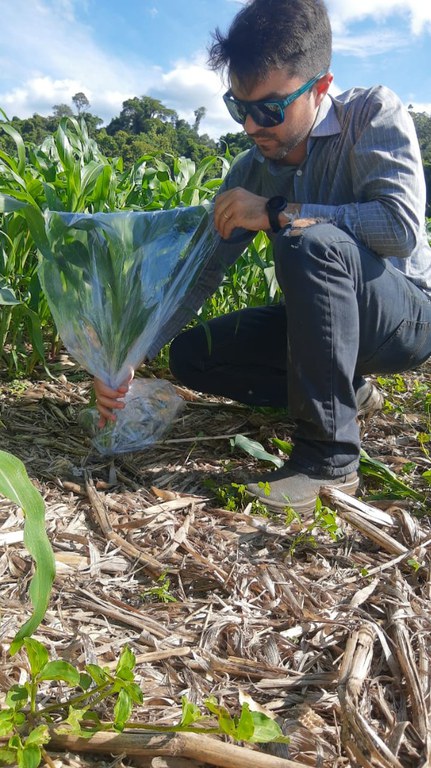 enfezamento do milho 8 - crédito CIDASC-SC.JPG