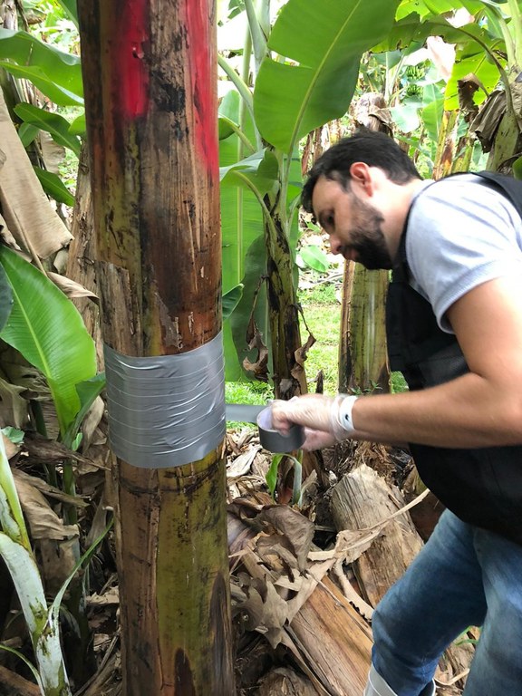 Simulado para prevenção da entrada da FOC R4T no Brasil