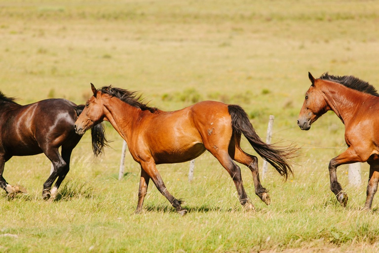 Cavalos - iStock/Mapa