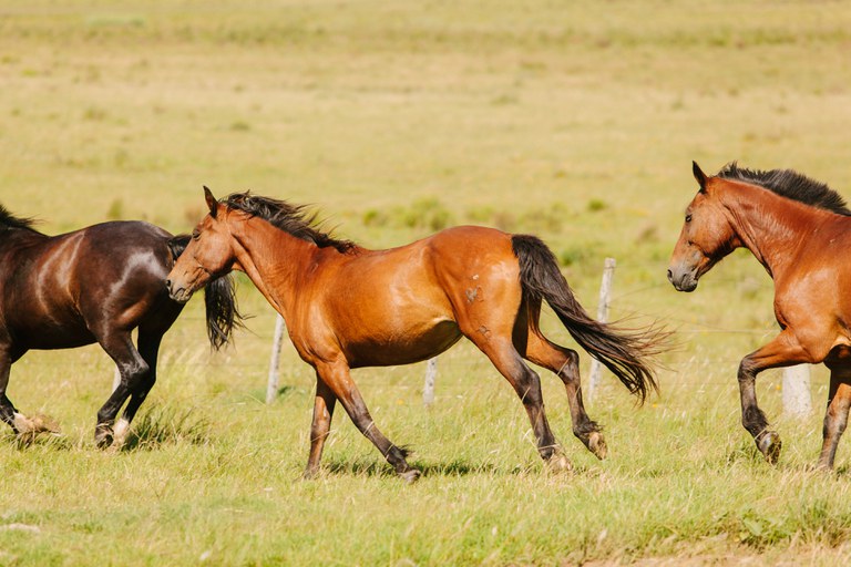 Cavalos - iStock/Mapa