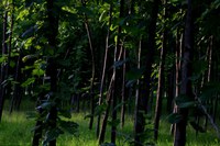 Mapa publica diretrizes para proteção de cultivares de teca e milho
