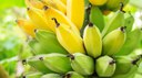Banana - iStock-837269974.jpg