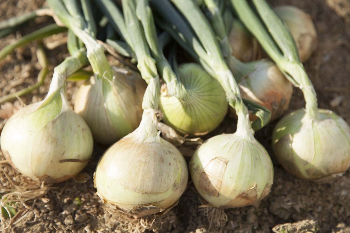 Normas entram em vigor no dia 2 de março deste ano