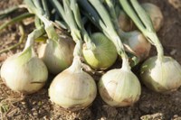 Mapa publica normas técnicas para a produção integrada de cebola