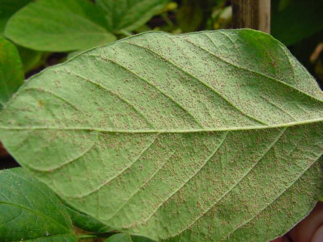 ferrugem asiatica da soja embrapa.jpg