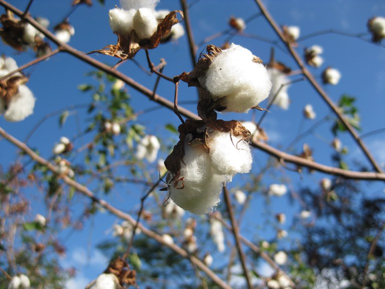 algodão iStock-181704231.jpg