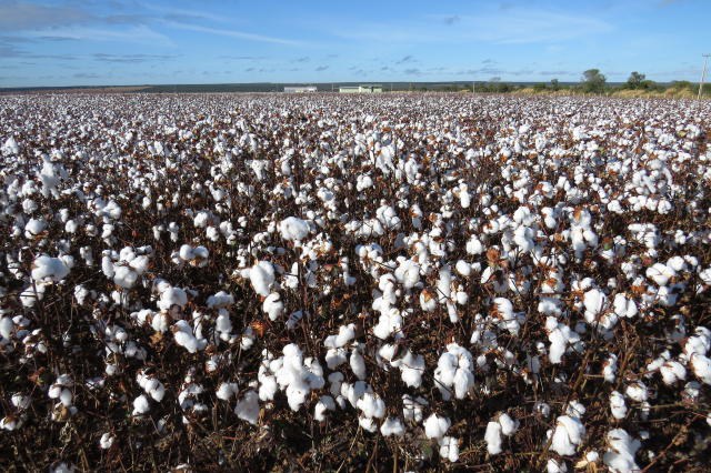 algodão herbaceo embrapa.jpg