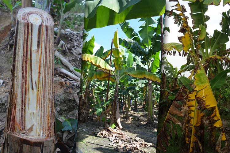 bananeira.jpg
