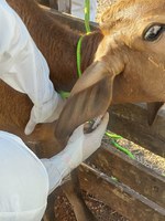 Mapa realiza simulação de emergência zoossanitária em Mato Grosso