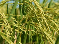 Mapa realiza videoconferência para avaliar produtos de seguro rural para o arroz