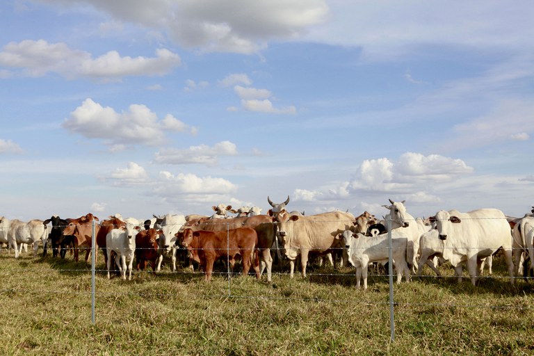 gado iStock-1212579270.jpg