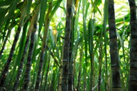 Mapa registra mais 20 defensivos de controle biológico, incluindo produtos para uso na agricultura orgânica