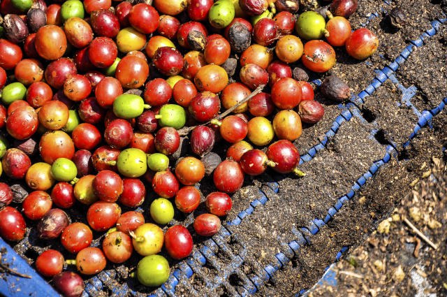 cafe fabiano bastos embrapa.jpg