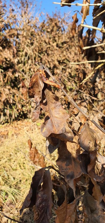 WhatsApp Image 2021-07-23 at 09.31.50.jpeg