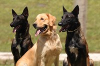 Mapa vai ampliar utilização de cães de detecção nos aeroportos de SP e do RJ