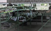 Mapa vai fiscalizar rastreabilidade de vegetais em oito centrais de abastecimento