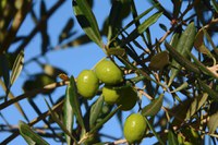 Comissão publicará normas para a produção nacional do azeite de oliva