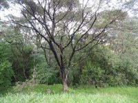 Mel de Melato de Bracatinga do Planalto Sul Brasileiro recebe registro de Indicação Geográfica