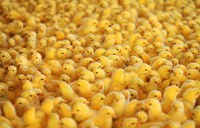 Mercado brasileiro é autorizado a exportar material genético avícola para Cuba