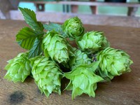 Mercado cervejeiro cresce no Brasil e aumenta interesse pela produção nacional de lúpulo e cevada