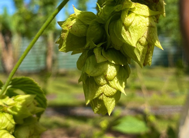 lupulo1.jpeg