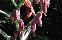 Novo episódio do Mapacast fala sobre o cenário nacional de produção de cacau