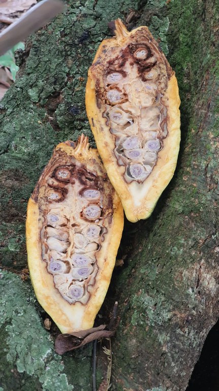 Monilíase Cacau - AM (2).jpeg