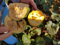 Oeste de São Paulo inicia primeira colheita de abóbora cabotiá sob nova regra de exportação para Argentina